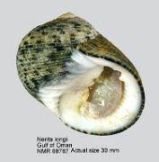 Nerita longii (4)